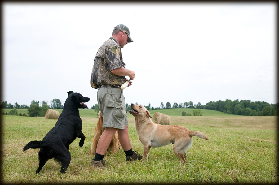 duck dawg retrievers